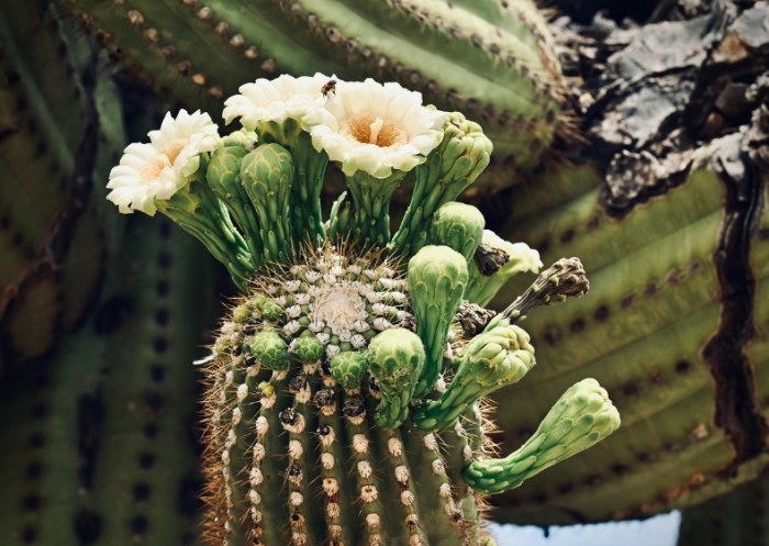 仙人掌砍半方法