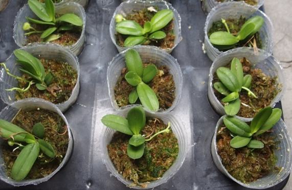 蘭花板植技巧 蘭花板植技巧