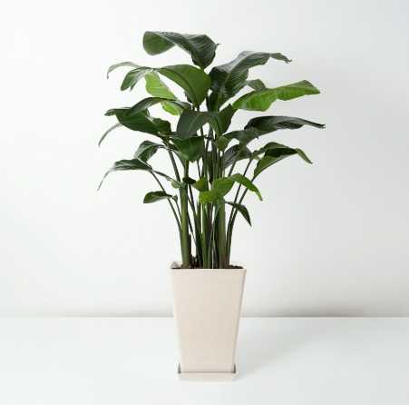 天堂鳥植物 天堂鳥植物