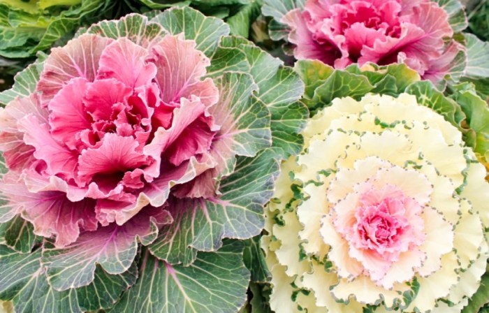 葉牡丹羽衣甘藍 葉牡丹羽衣甘藍