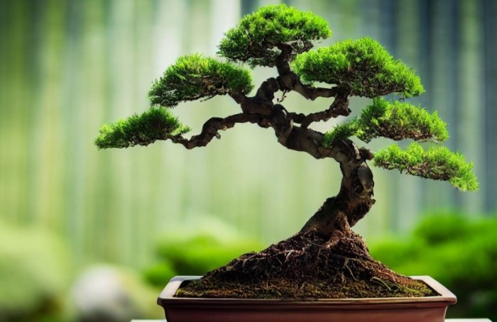 盆景植物種類 盆景植物種類