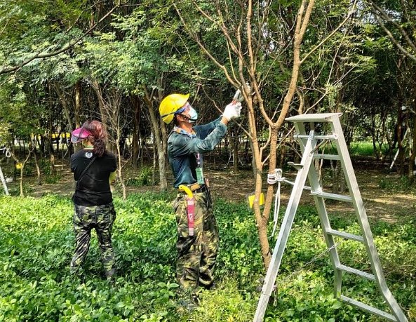 樹木修剪時機 樹木修剪時機