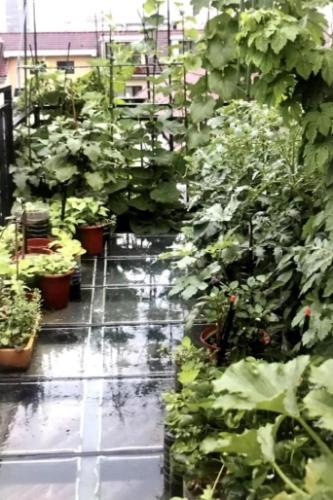 陽台種菜入門 陽台種菜入門