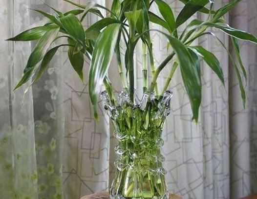 水培植物技巧 水培植物技巧