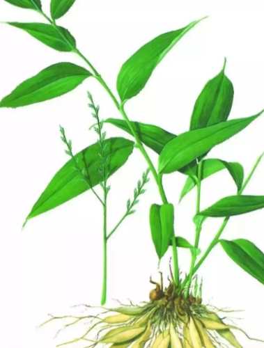 禾本科植物種類