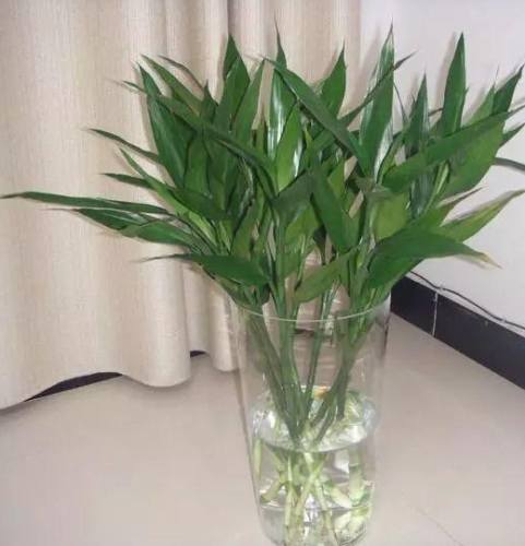 水培植物技巧 水培植物技巧