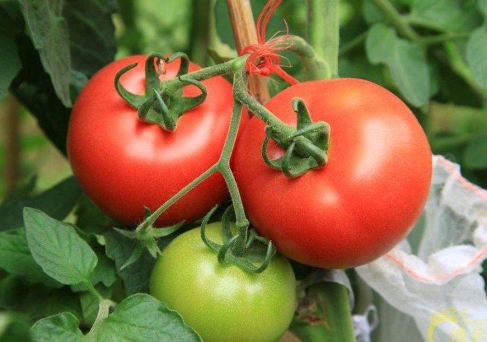 番茄修剪技巧 番茄修剪技巧