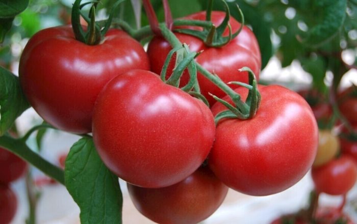 番茄照顧 番茄照顧