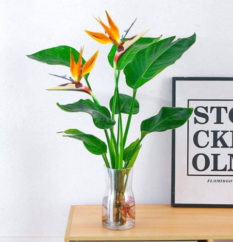 天堂鳥水養方法 天堂鳥水養方法