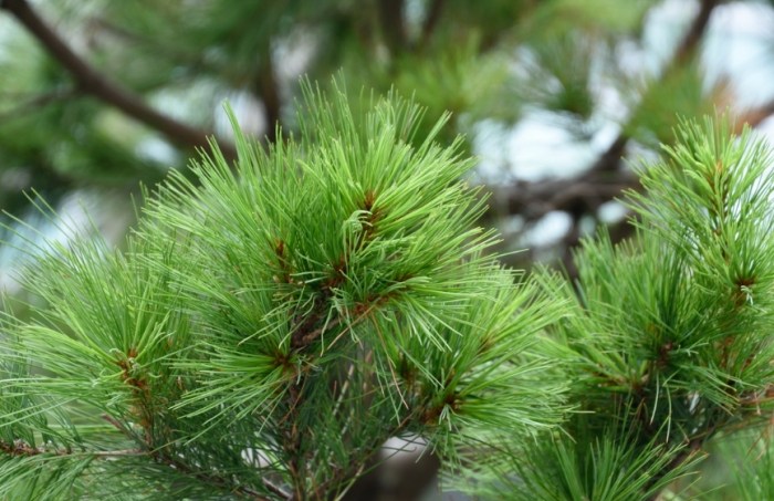 針松樹病蟲害防治 針松樹病蟲害防治