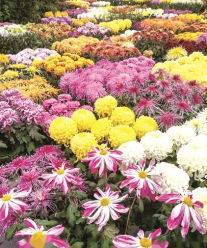 菊花壽命延長 菊花壽命延長