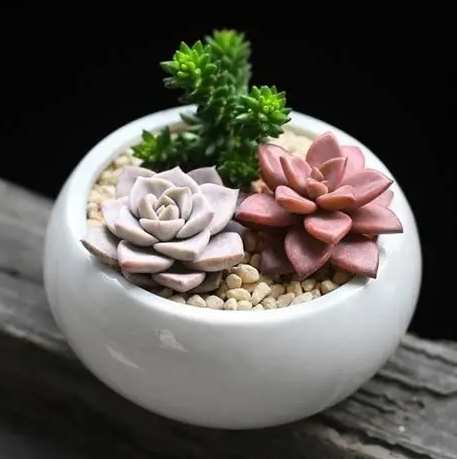 室內盆栽照顧 室內盆栽照顧