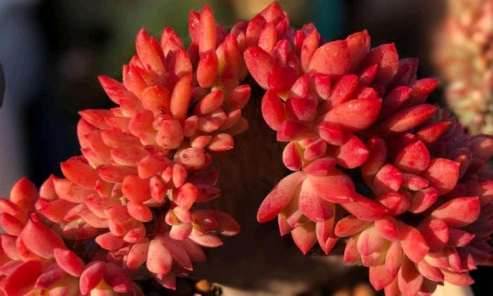 多肉可以噴水嗎