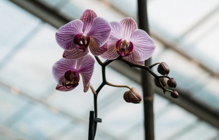 蝴蝶蘭介質選擇