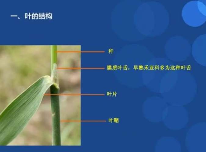 禾本科植物鑑定