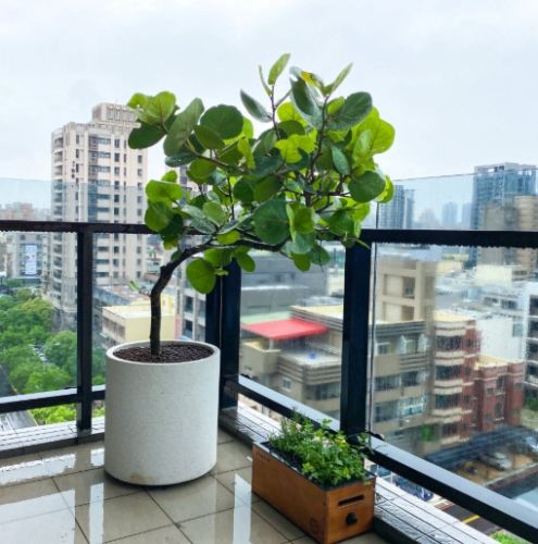 海葡萄植物用途 海葡萄植物用途