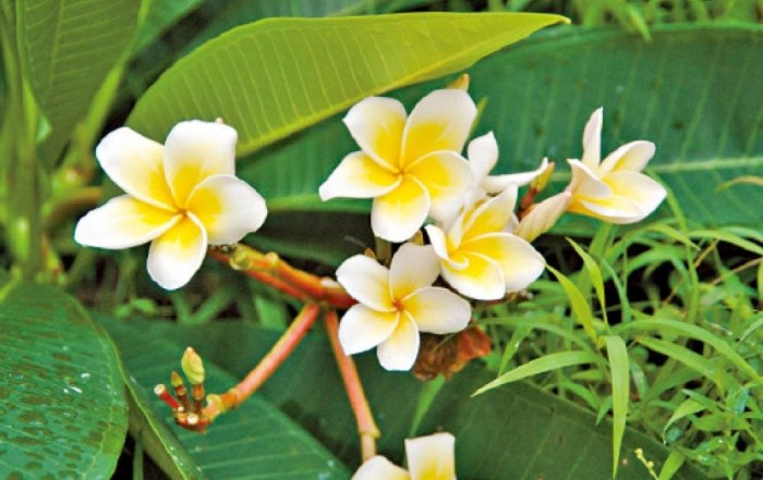 雞蛋花矮化 雞蛋花矮化