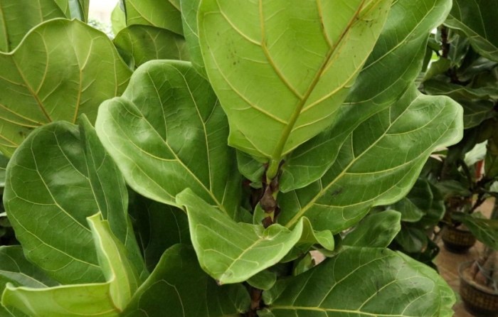 琴葉榕 冬天落葉 琴葉榕 冬天落葉