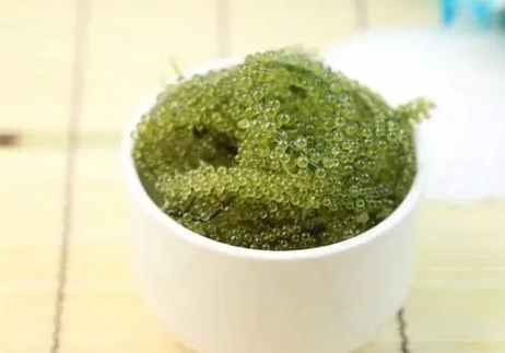 海葡萄 入境 規定 海葡萄 入境 規定