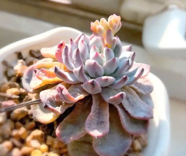 多肉發軟 多肉發軟