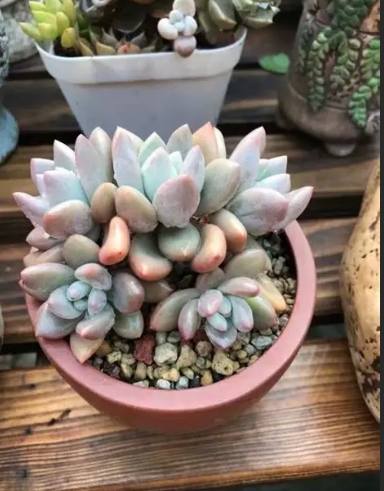 多肉換盆後多久澆水