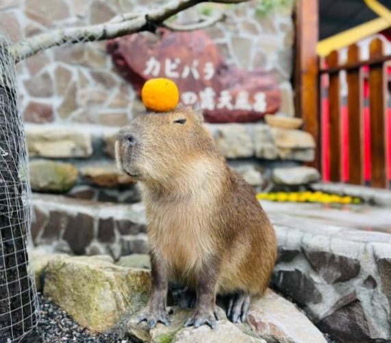 台南親子農場 台南親子農場