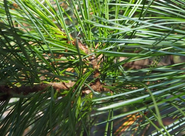 松果辨識方法 松果辨識方法