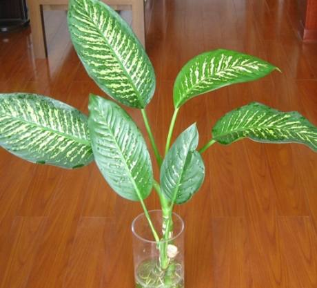 萬年青 很陰嗎? 萬年青 很陰嗎?