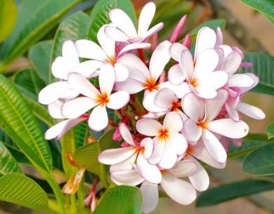 雞蛋花矮化修剪 雞蛋花矮化修剪