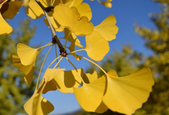 銀杏樹生長條件