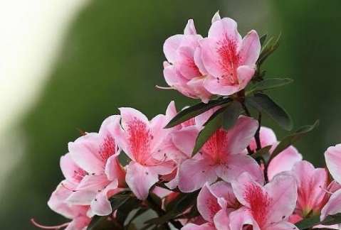 杜鵑花養護方法 杜鵑花養護方法