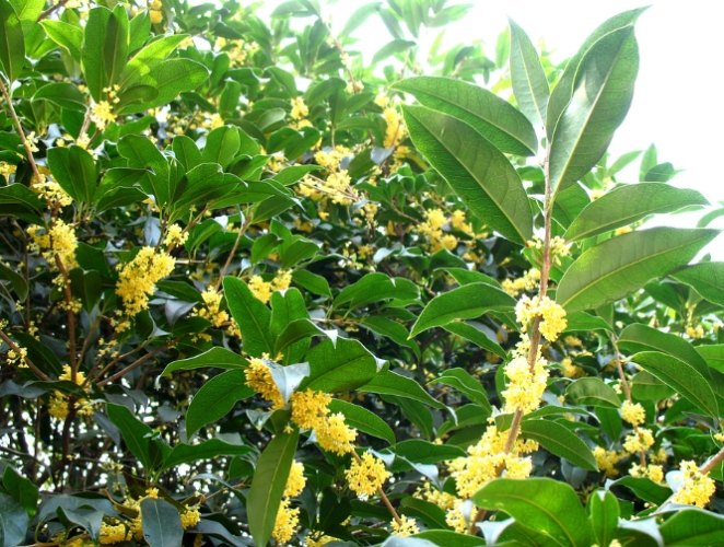 桂花盆栽種植 桂花盆栽種植