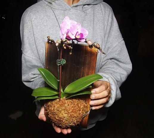 板植方法 板植方法