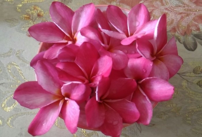 雞蛋花病蟲害 雞蛋花病蟲害