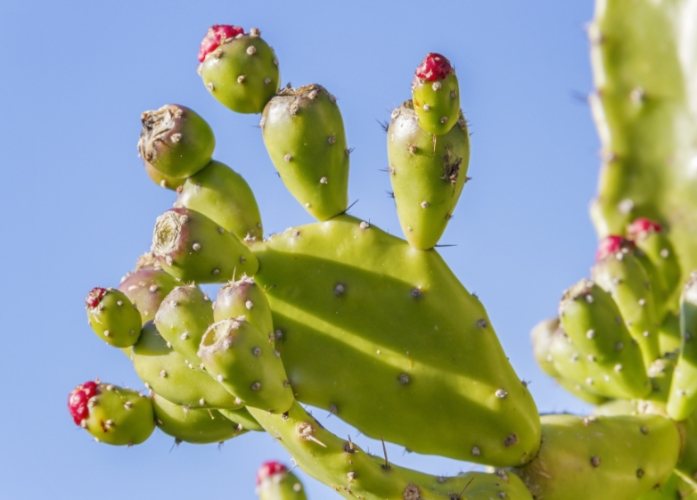 仙人掌變紅原因 仙人掌變紅原因