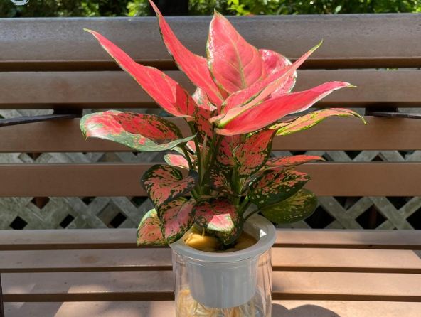 水耕萬年青 水耕萬年青