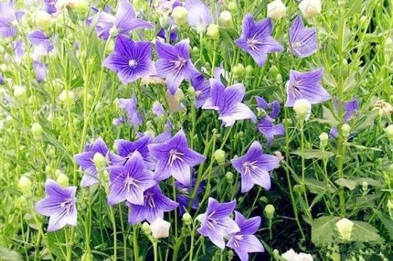 藍色桔梗象徵 藍色桔梗象徵