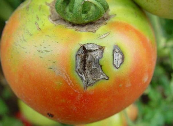 番茄炭疽