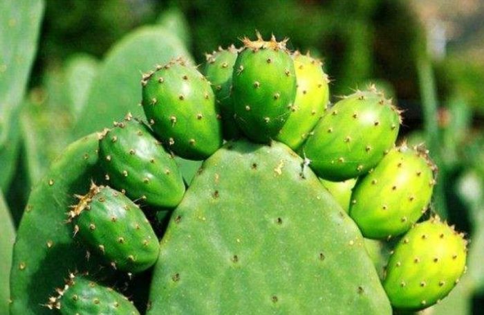 球形仙人掌繁殖