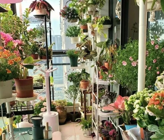 根部護理 根部護理