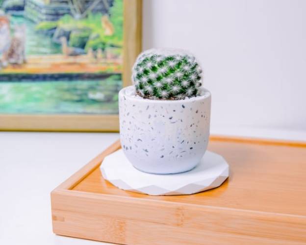 仙人掌盆器材質 仙人掌盆器材質