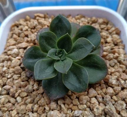 多肉植物曬太陽 多肉植物曬太陽