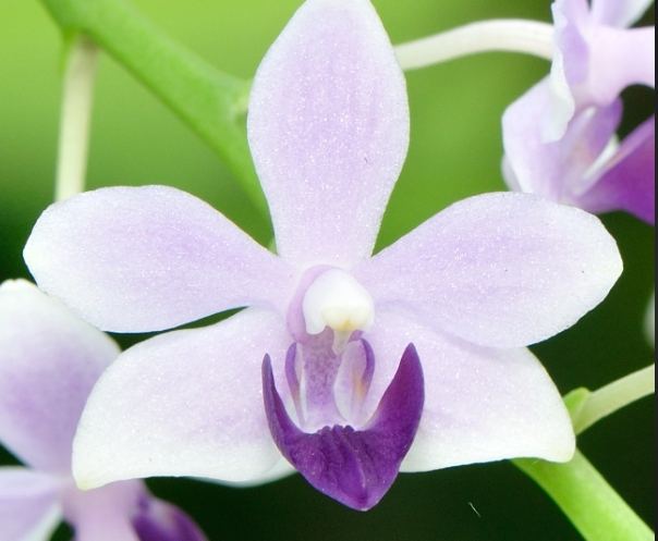 蘭花花期 蘭花花期