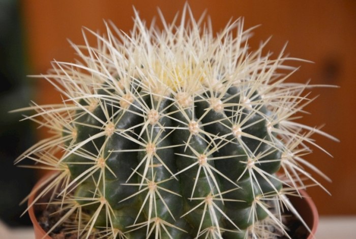 仙人掌急救方法 仙人掌急救方法