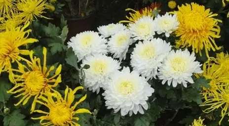 菊花是多年生嗎 菊花是多年生嗎