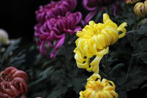 菊花養護技巧 菊花養護技巧