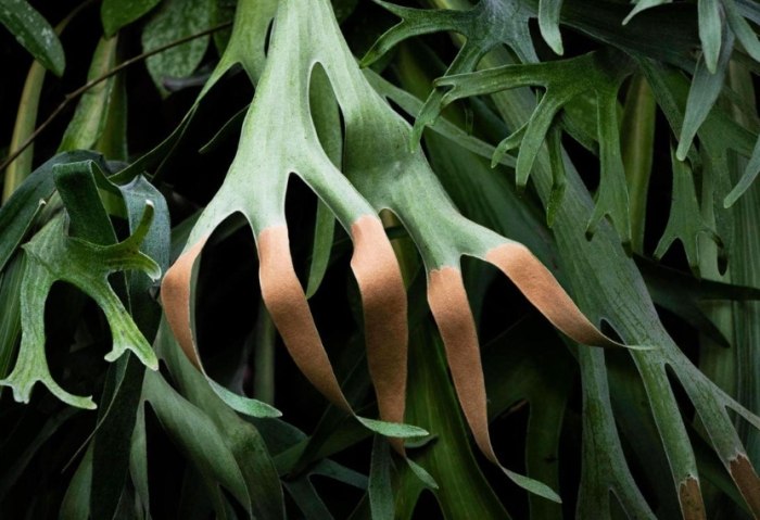 鹿角蕨換板時機 鹿角蕨換板時機