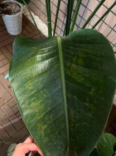 天堂鳥葉子變黑預防 天堂鳥葉子變黑預防