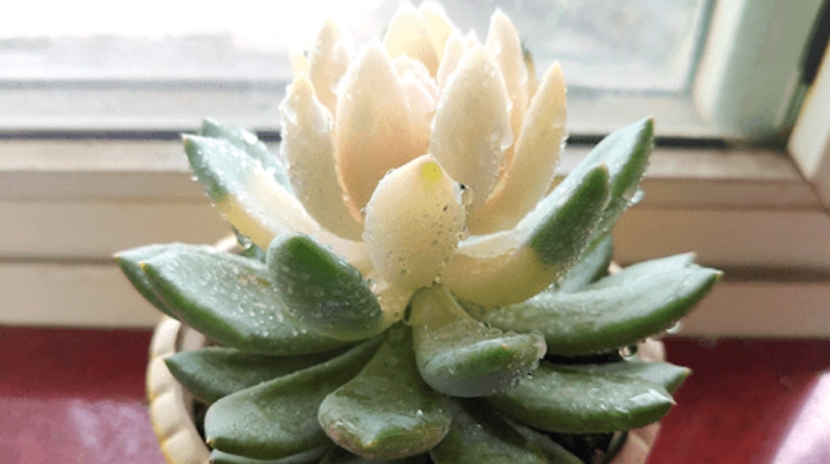 多肉葉子變軟下垂