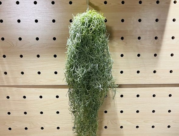 松蘿繁殖方法 松蘿繁殖方法